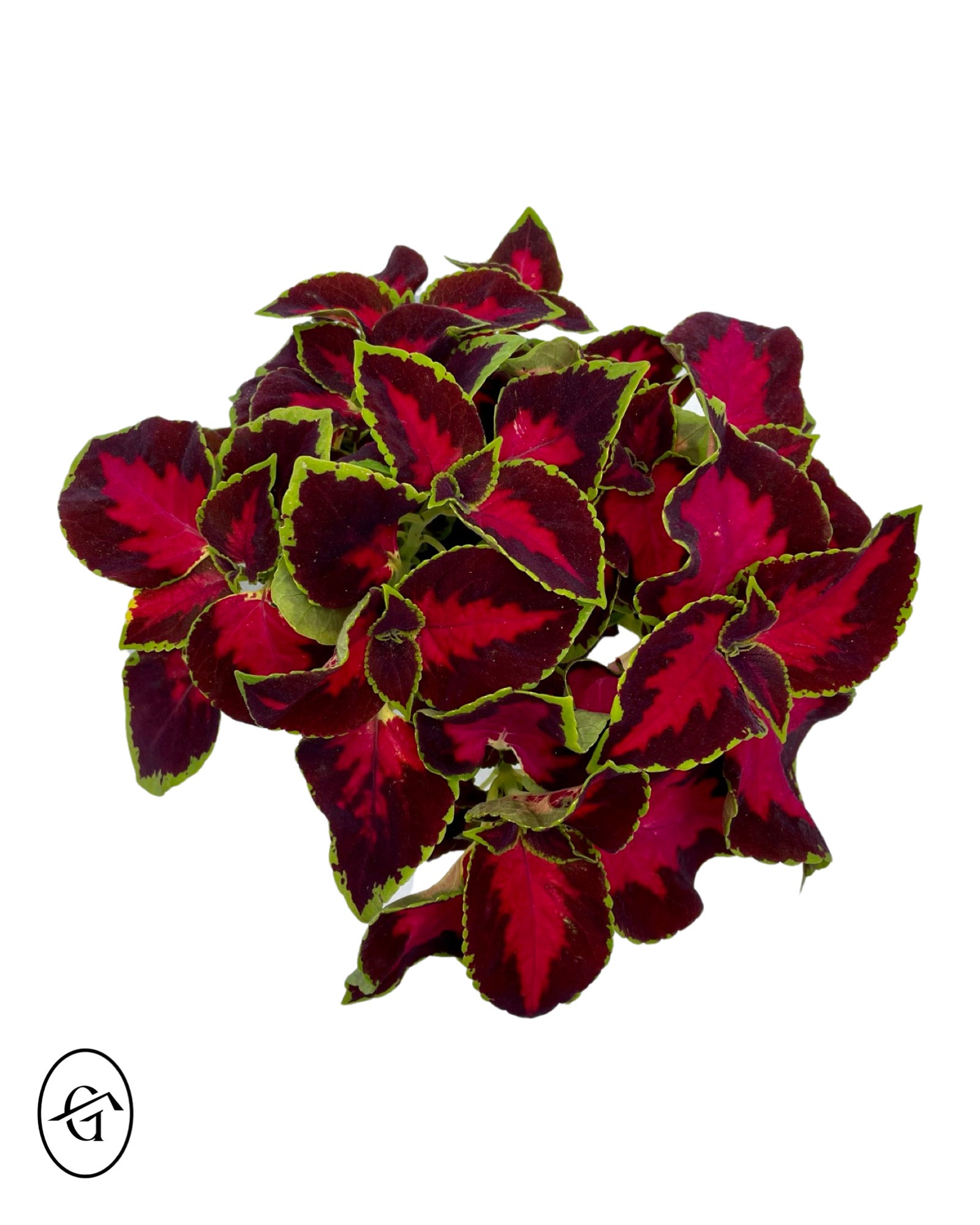 Coleus