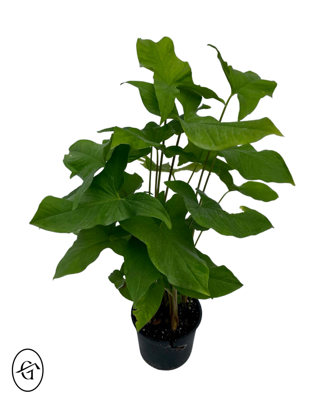 Green-Syngonium