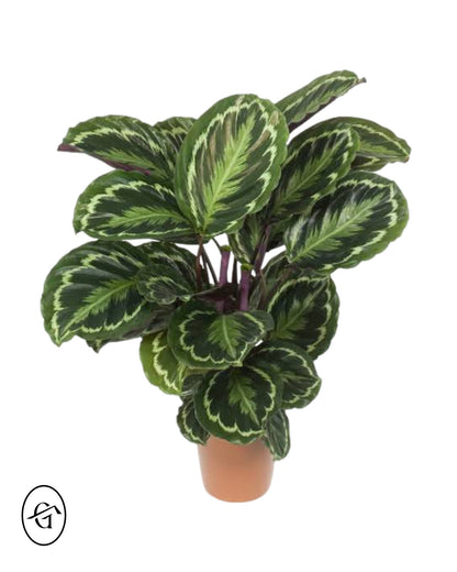 Calathea Medallion Rosbecta