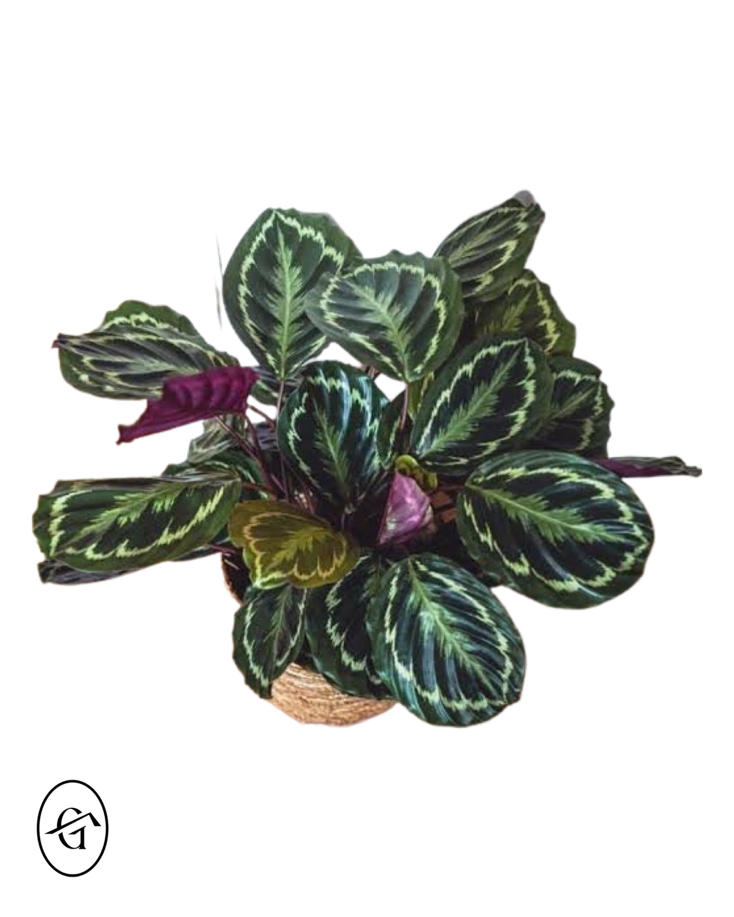 Calathea Medallion Rosbecta