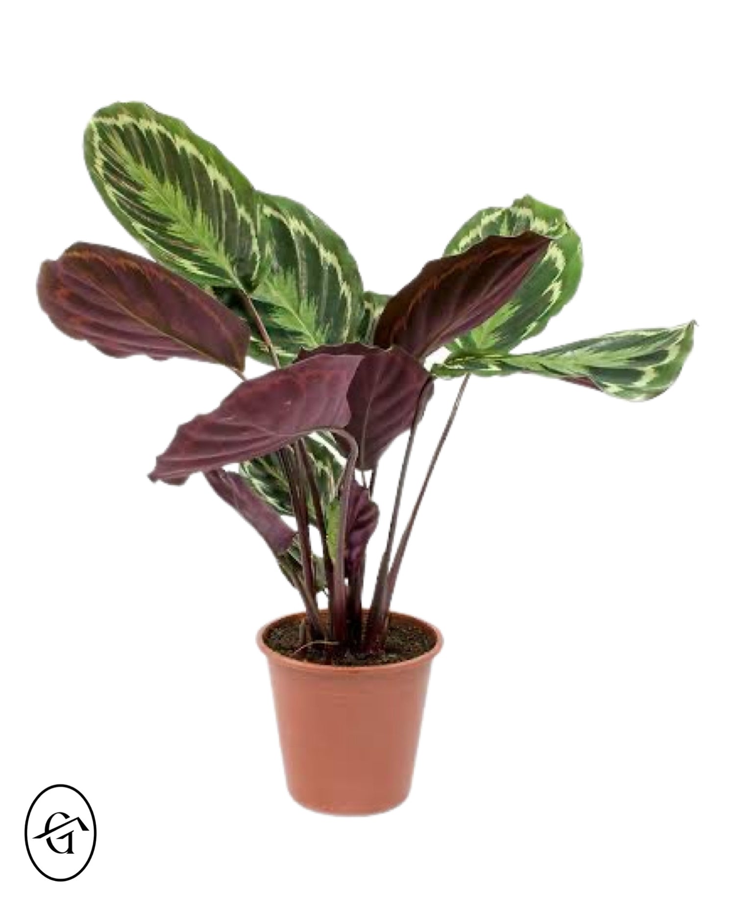 Calathea Medallion Rosbecta