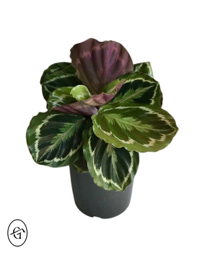 Calathea Medallion Rosbecta