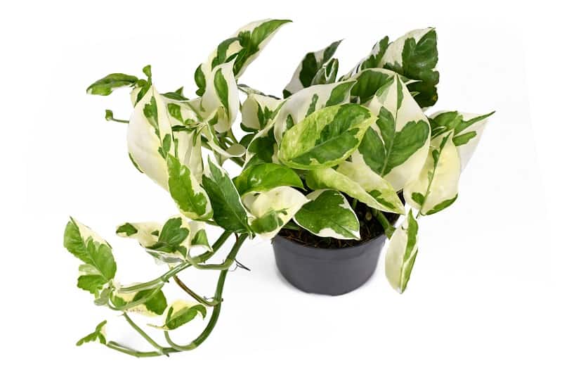 White-Pothos-N-Joy