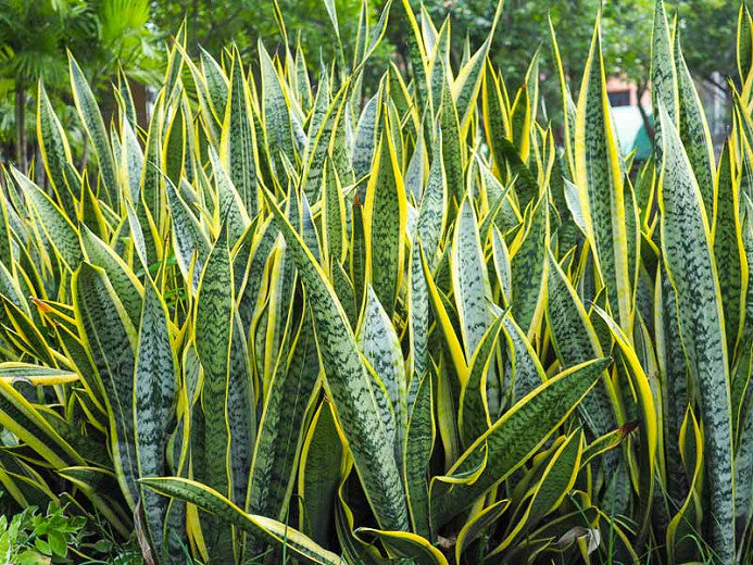 Snake plant