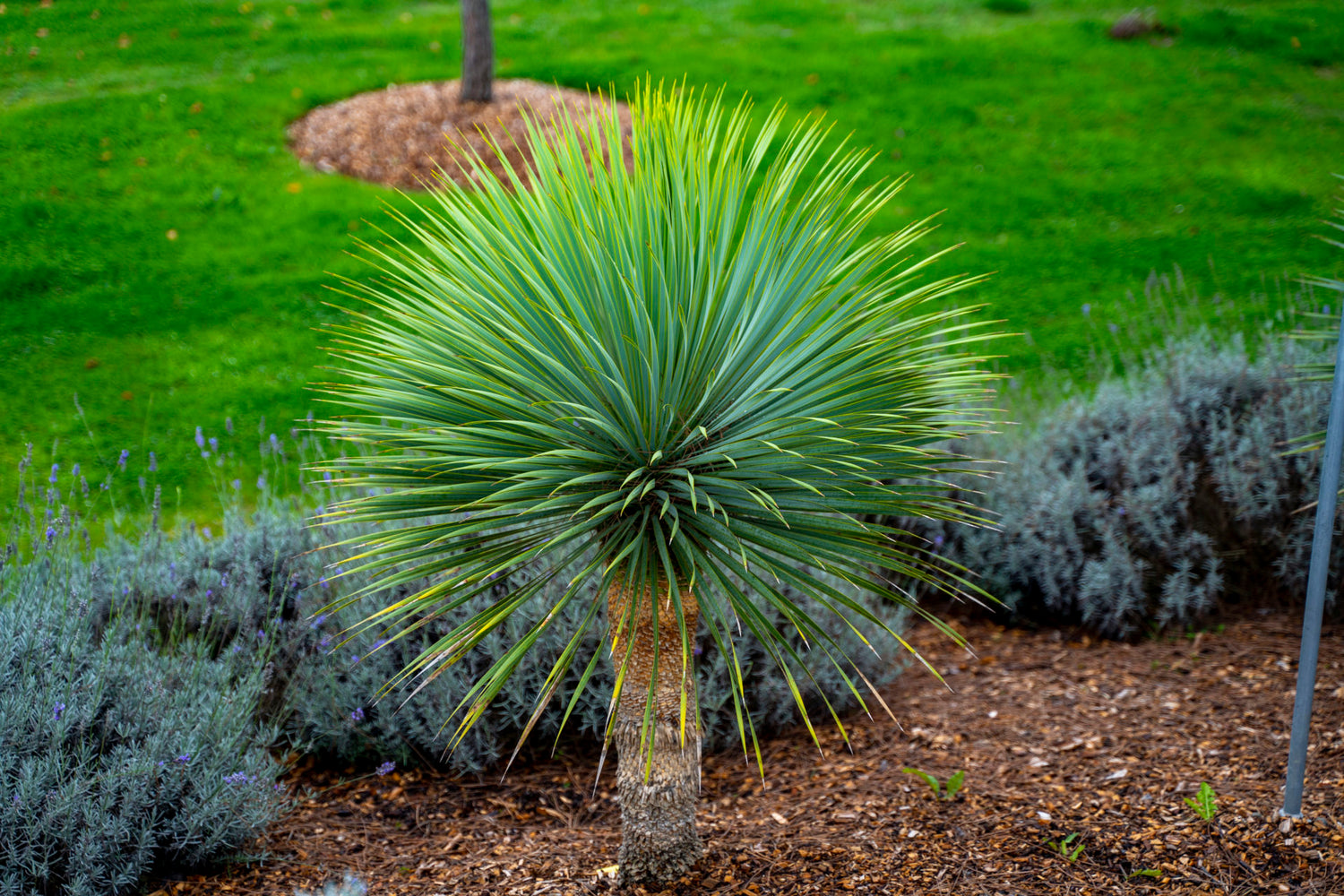 Beaked yucca