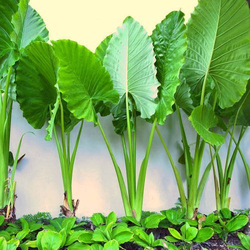 Alocasia