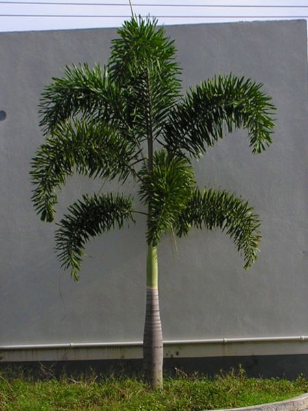 Fox Tail palm