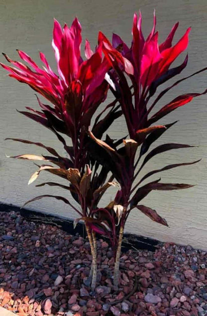 cordyline