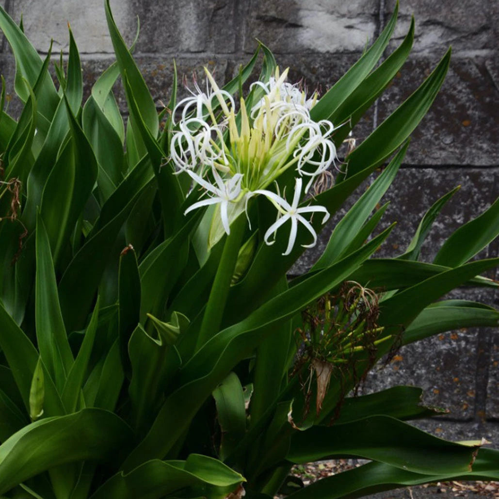 Crinum