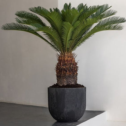 Cycas