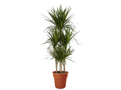 Dracaena-Marginata