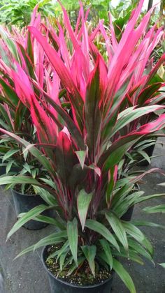 cordyline