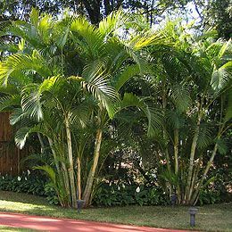 Yellow areca palm