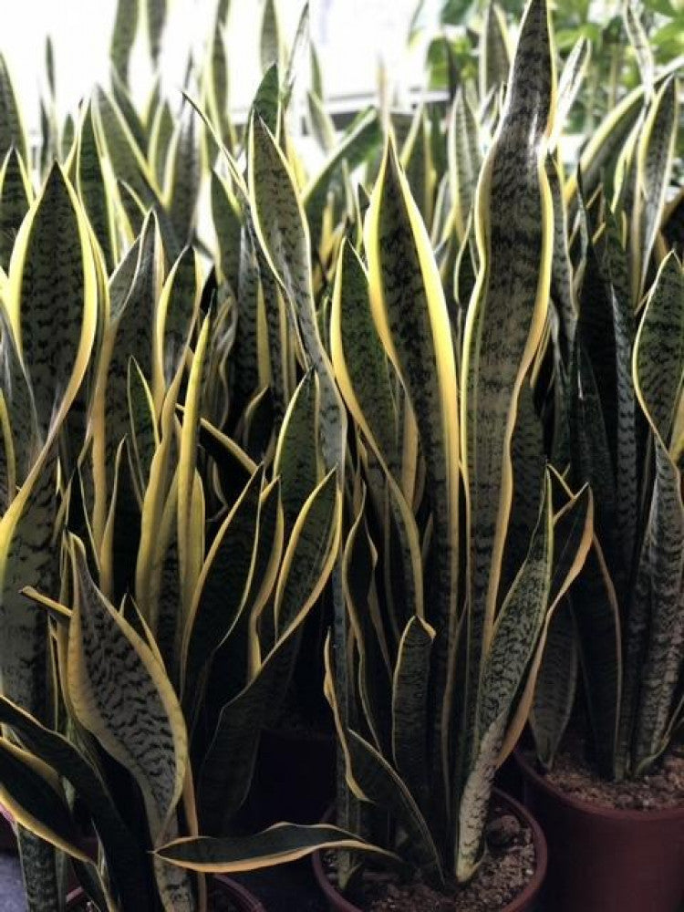 Snake plant