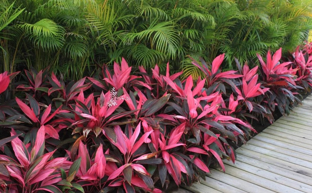 cordyline