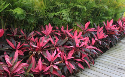 cordyline