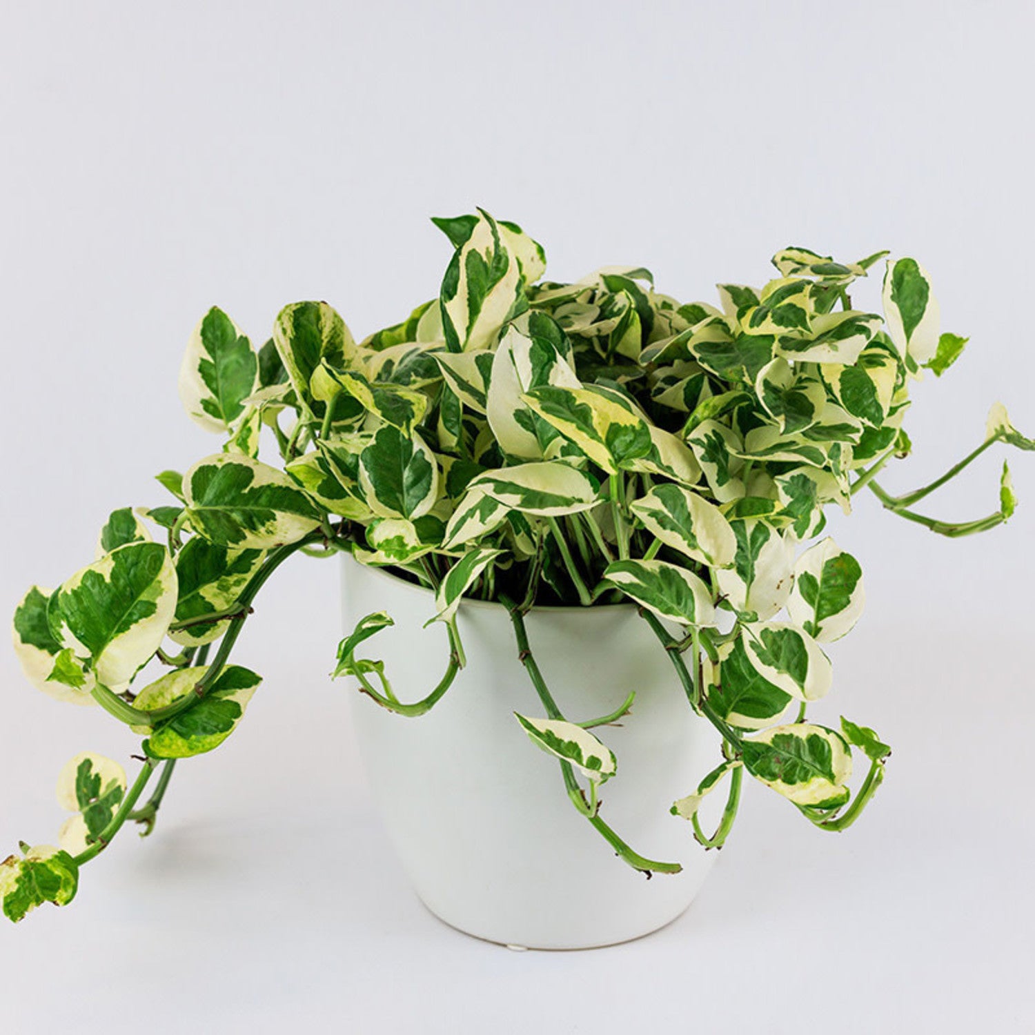 White-Pothos-N-Joy