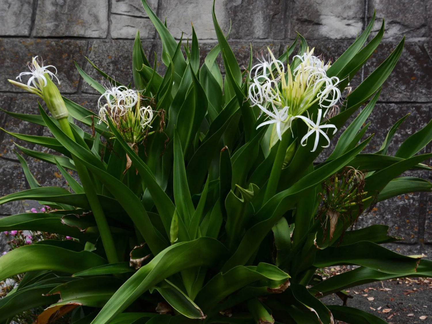 Crinum