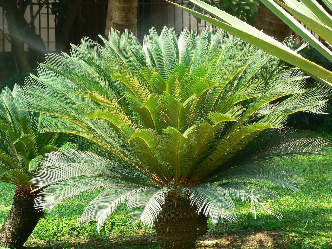 Cycas