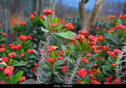 Euphorbia