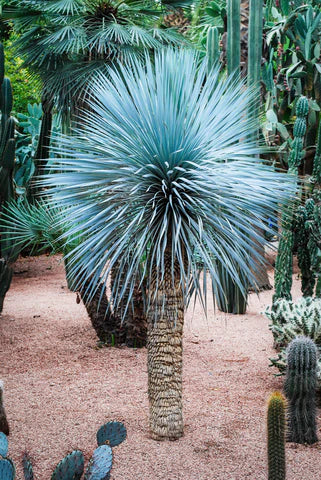 Beaked yucca